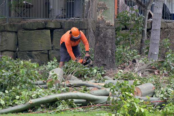 Why Choose Our Tree Removal Services in Lechee, AZ?